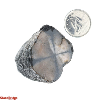 Chiastolite Rough Crystal #1 - 10g to 39g    from Stonebridge Imports