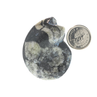 Goniatite Polished Fossil #1    from Stonebridge Imports