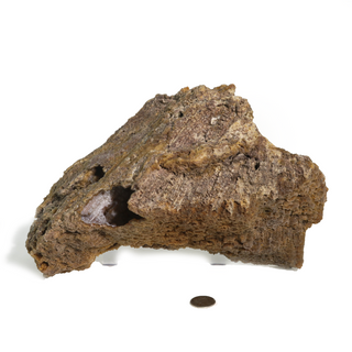 Brown Coral Fossil Geode U#2    from Stonebridge Imports