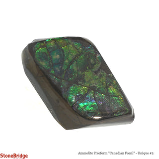 Ammolite Freeform Canadian Fossil U#2    from Stonebridge Imports