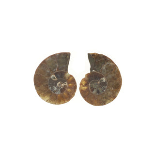 Ammonite Pair Polished Fossil #0    from Stonebridge Imports