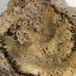 Brown Coral Fossil Geode U#5    from Stonebridge Imports