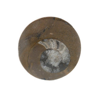 Ammonite Polished Button #0    from Stonebridge Imports