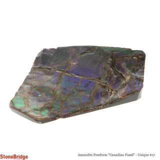 Ammolite Freeform Canadian Fossil U#17    from Stonebridge Imports