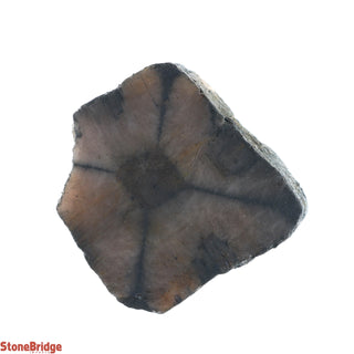 Chiastolite Rough Crystal #2 - 40g to 65G    from Stonebridge Imports