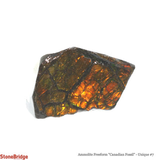 Ammolite Freeform Canadian Fossil U#7    from Stonebridge Imports